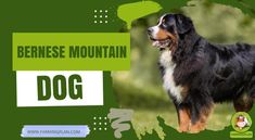 the bernese mountain dog is standing in front of a green background with white and black lettering