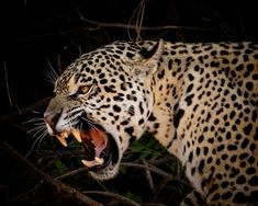 a leopard with it's mouth open in the dark