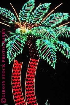 a palm tree is lit up at night with colorful lights on it's branches