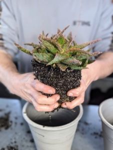 a person holding a potted plant in their hands