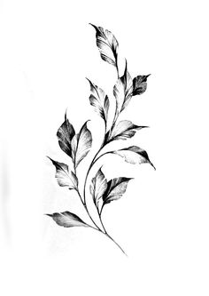 a black and white drawing of leaves