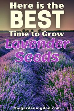 lavender fields with the words here is the best time to grow lavender seeds