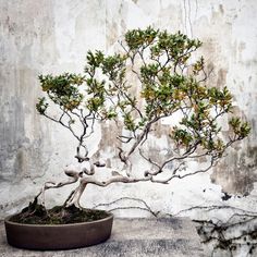 a small bonsai tree in a pot on the ground next to a wall with peeling paint