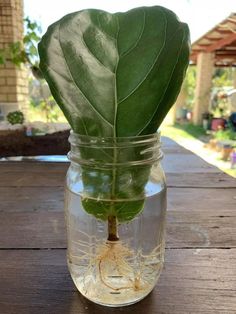 a glass jar filled with water and a plant growing out of the inside of it