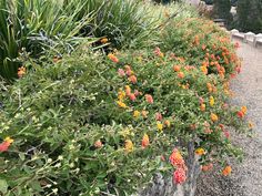 the flowers are blooming on the side of the road in front of some bushes