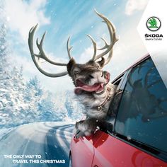 an animal sticking its head out the window of a car in front of snow covered trees