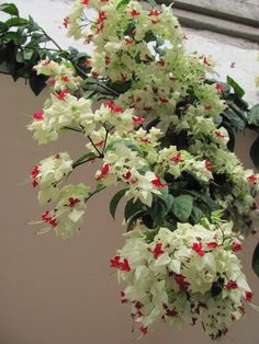 white and red flowers are hanging from the side of a building