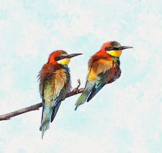 two colorful birds sitting on top of a tree branch with blue sky in the background