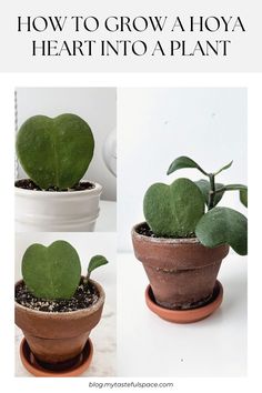 how to grow a heart - shaped plant in a pot with text overlay that reads, how to grow a hoya heart into a plant