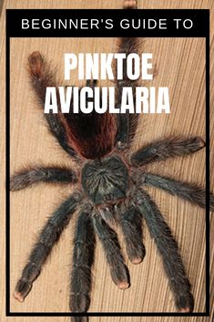 the beginner's guide to pinktoe avicularia