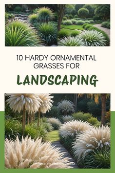 the title for 10 handy ornamental grasses for landscaping