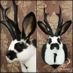 two pictures of a rabbit with antlers on it's head, one is black and white