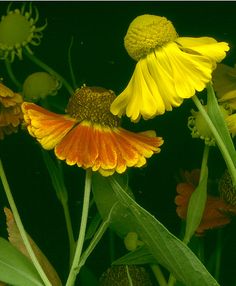 yellow and orange flowers with green stems