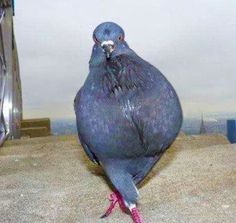 a blue bird sitting on top of a cement floor next to a window sill