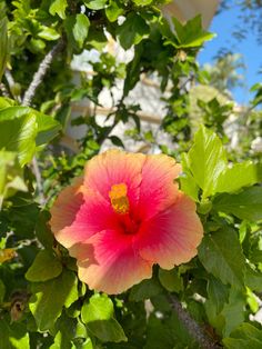 a pink and yellow flower in the middle of some green leaves on a sunny day