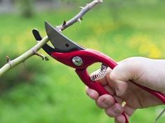 a person holding a red pair of scissors near a twig on a tree branch