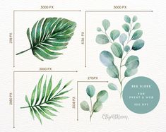 three different types of green leaves on a white background with the words big size prints and web