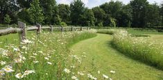 a grassy field with white daisies next to a wooden fence