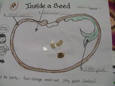 the diagram shows how inside a seed is made