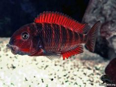 a red fish is swimming in an aquarium