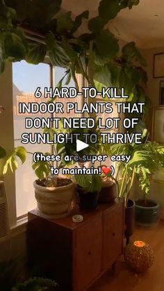 a living room filled with lots of plants and potted plants on top of a wooden table