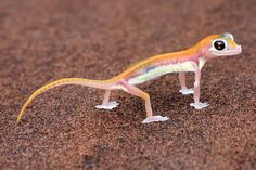 a toy gecko is standing in the sand with it's eyes wide open