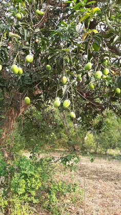 an apple tree with lots of green apples hanging from it's branches and leaves