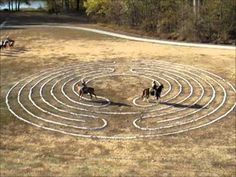 two dogs are running in the middle of a circular maze with four people on it