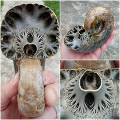 there are four pictures of an old mushroom