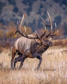 an elk with large antlers walking through tall grass