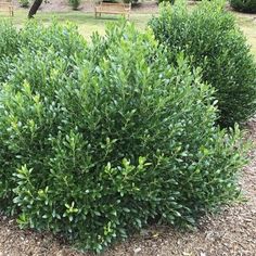 Shamrock Inkberry Holly plants in a rain garden Syringa Reticulata, Inkberry Holly, Japanese Lilac, Holly Shrub, Cypress Mulch, Colorful Shrubs, Holly Plant, Fast Growing Shrubs, Shrubs For Privacy