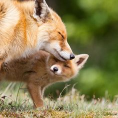 a mother fox and her baby are playing together in the grass with their eyes closed