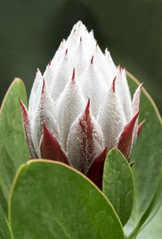 a white and red flower with green leaves