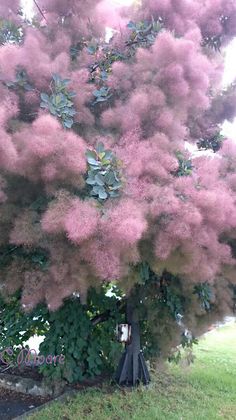 a pink tree with lots of green leaves