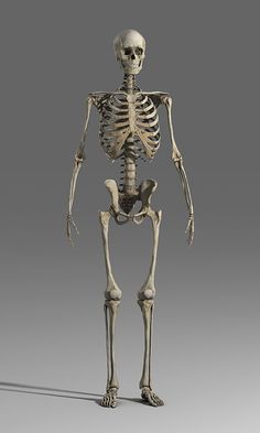 an image of a skeleton standing in the pose