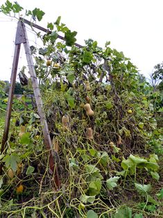 an old wooden fence covered in vines and fruit