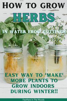 propagating herbs in water from garden cuttings How To Propagate Herbs, Herbs To Grow In Water, Grow Herbs In Water, Propagating Herbs, Herb Business, Herbs In Water, Granny Witch, Live Wreath, Indoor Hydroponic Gardening