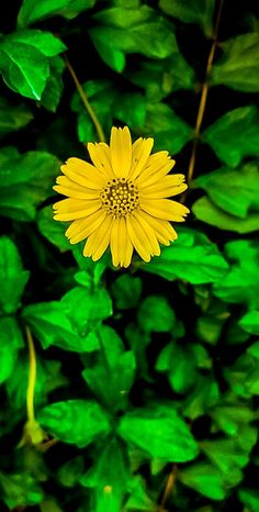 a yellow flower surrounded by green leaves