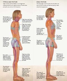 the back and side view of a woman's body with muscles highlighted in different colors