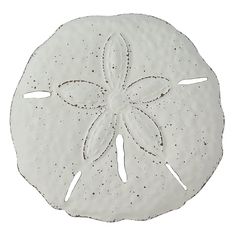 a white sand dollar on a white background