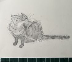 a pencil drawing of a cat sitting on the ground