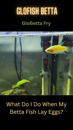 what do i do when my betta fish lay eggs? by glofish betta