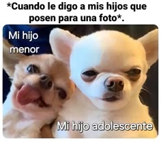 two small dogs with their mouths open in spanish