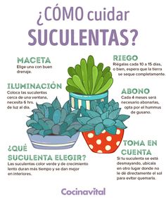 a poster with different types of succulents in spanish, english and spanish