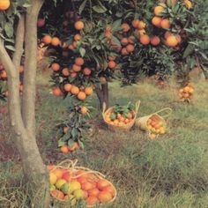 an orange tree filled with lots of ripe fruit next to two baskets full of oranges