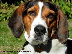 a brown and white dog sitting in the grass