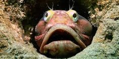 a close up of a fish with it's mouth open and eyes wide open