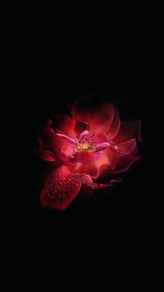 a red flower with water droplets on it's petals, in the dark night