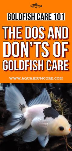 goldfish care Gold Fish Aquarium Ideas, Goldfish Care Tips, Goldfish Care Guide, Small Goldfish Tank, How To Take Care Of Goldfish, Fish Tank Goldfish, Fancy Goldfish Tank Ideas, Goldfish Bowl Ideas, Goldfish Tank Aesthetic