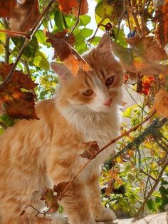 an orange and white cat sitting on top of a tree branch